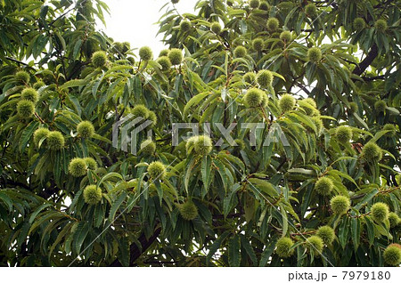 収穫が楽しみ・たくさんの若い実を付けた栗の木 7979180