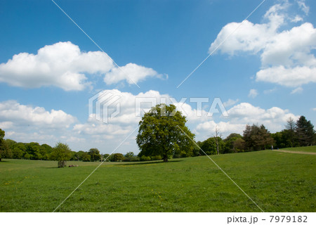 草原、木、青空 7979182