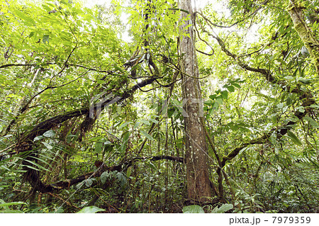 Tangle of lianas in the interior of primary tropical rainforest, Ecuador 7979359