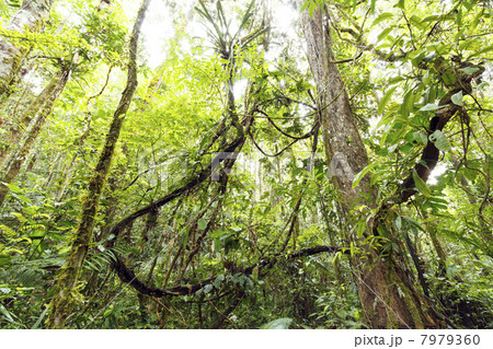 Tangle of lianas in the interior of primary tropical rainforest, Ecuador 7979360