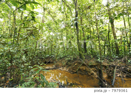 Stream winding through lowland tropical rainforest in the Ecuadorian Amazon 7979361