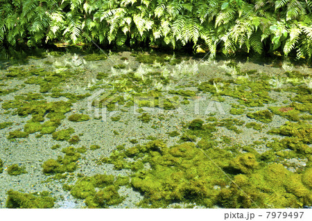 南阿蘇 白川水源 南阿蘇 白川水源 7979497