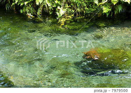 南阿蘇 白川水源 7979500