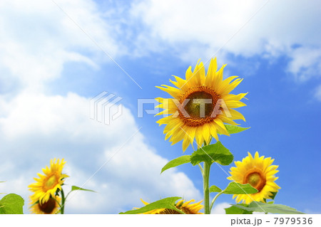 ひまわりと夏の空 ひまわりと夏の空 7979536
