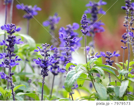 ブルーサルビア(サルビア・ファリナセア) ブルーサルビア(サルビア・ファリナセア) 7979573
