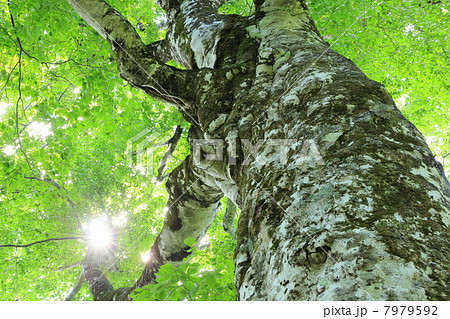 白神山地のブナ　マザーツリー 7979592