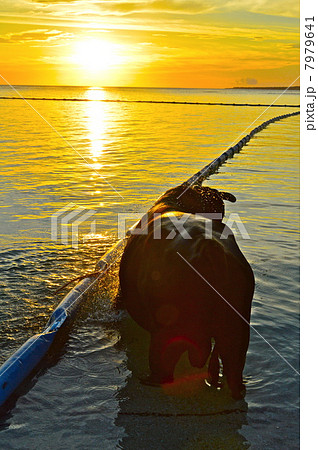 瀬底ビーチで水浴びをする闘牛（瀬底島／沖縄県国頭郡本部町） 7979641