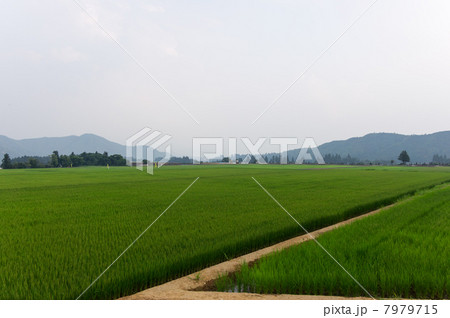 一面の田園風景 7979715
