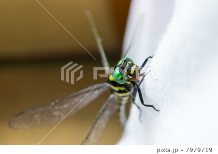 オニヤンマ 上から オニヤンマ 上から 7979719