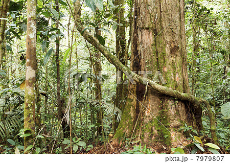 Large tree in primary tropical rainforest, Ecuador Large tree in primary tropical rainforest, Ecuador 7979807