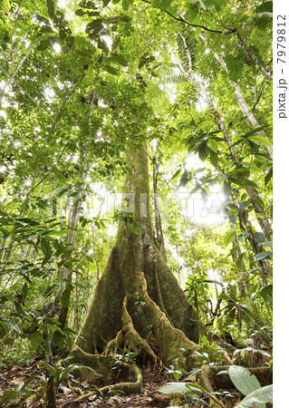 Large tree in primary tropical rainforest with buttress roots, Ecuador 7979812
