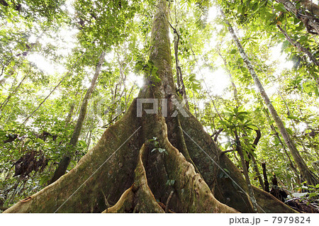 Large tree in primary tropical rainforest with buttress roots, Ecuador Large tree in primary tropical rainforest with buttress roots, Ecuador 7979824
