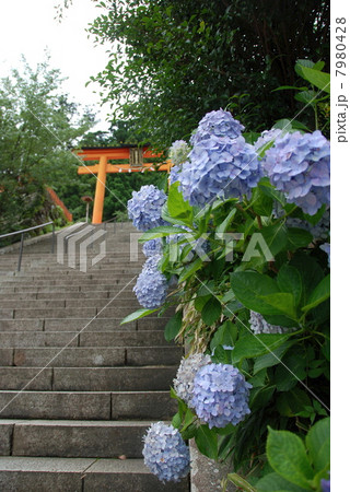 鳥居･石段･水色のアジサイ（和歌山県東牟婁郡那智勝浦町） 7980428