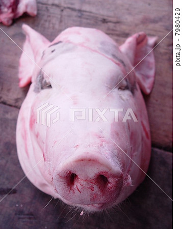 ブタの頭部 サパ ベトナム の写真素材