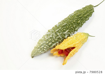 成熟したゴーヤの実 成熟したゴーヤの実 7980528