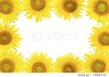 ヒマワリのフレーム ヒマワリのフレーム 7980576