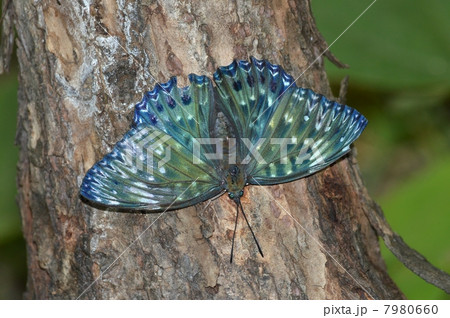 スミナガシ蝶 7980660