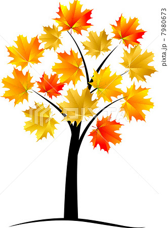 Maple tree, autumn leaf,vector Maple tree, autumn leaf,vector 7980673