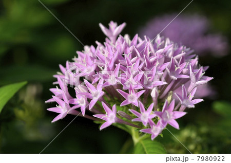 ペンタス 7980922