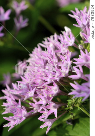 ペンタス 7980924