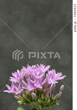 ペンタス 7980925