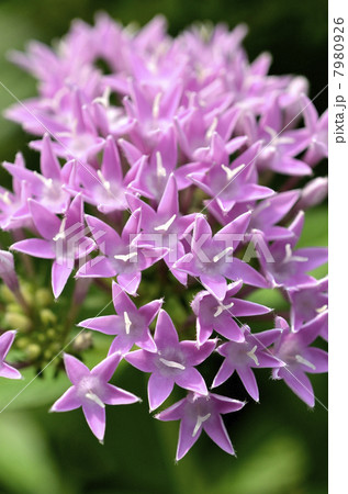 ペンタス 7980926