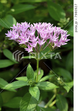 ペンタス 7980927