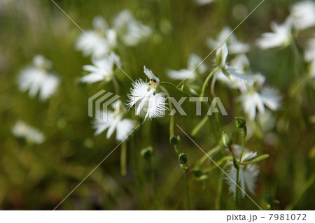 サギソウ サギソウ 7981072