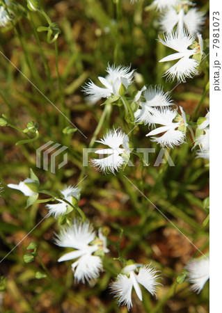 サギソウ サギソウ 7981073