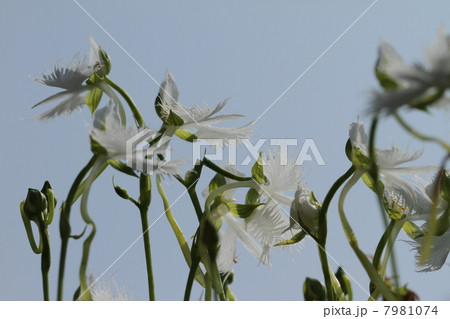 サギソウ サギソウ 7981074