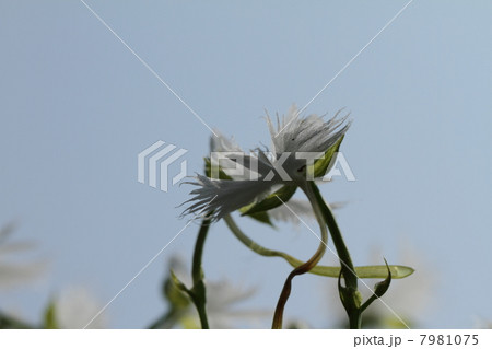 サギソウ 7981075