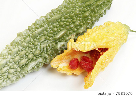 成熟したゴーヤの実 成熟したゴーヤの実 7981076