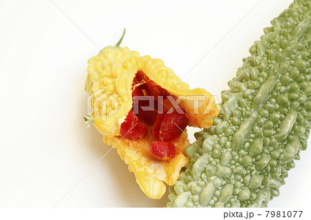 成熟したゴーヤの実 成熟したゴーヤの実 7981077