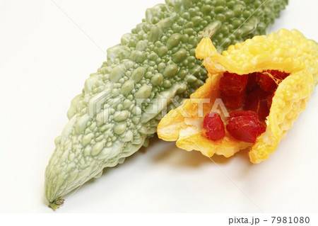 成熟したゴーヤの実 成熟したゴーヤの実 7981080