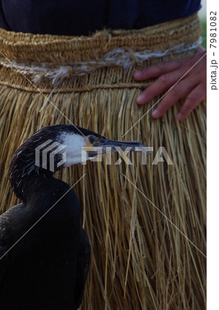 鵜飼の鵜 7981082