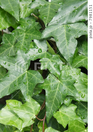 アイビー 7981151