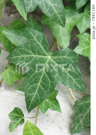 アイビー 7981180