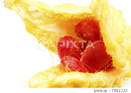 成熟したゴーヤの実 7981232