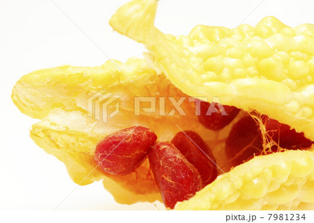 成熟したゴーヤの実 7981234