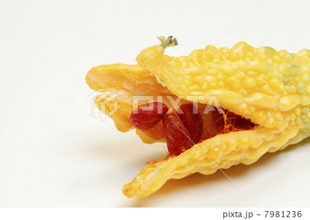 成熟したゴーヤの実 成熟したゴーヤの実 7981236