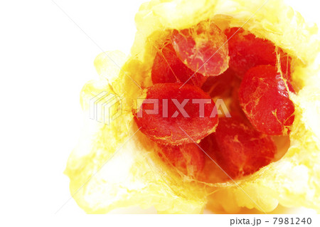 成熟したゴーヤの実 7981240