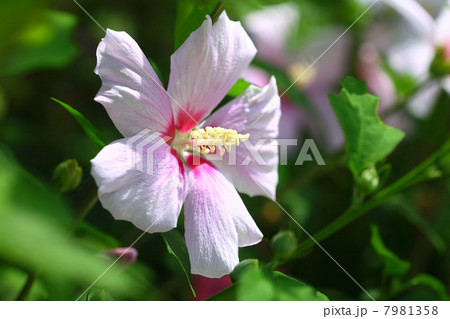 ピンク色のムクゲの花 ピンク色のムクゲの花 7981358