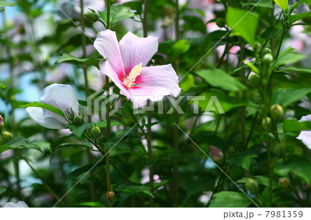 ピンク色のムクゲの花 ピンク色のムクゲの花 7981359