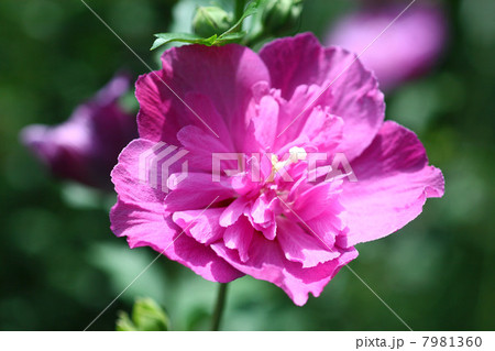 紅色のムクゲの花 紅色のムクゲの花 7981360