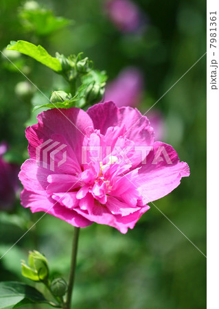 紅色のムクゲの花 紅色のムクゲの花 7981361