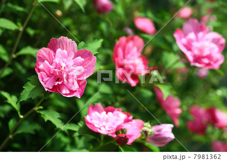 赤いムクゲの花 赤いムクゲの花 7981362