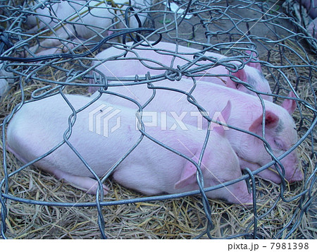出荷される子ブタ（フエ／ベトナム） 7981398