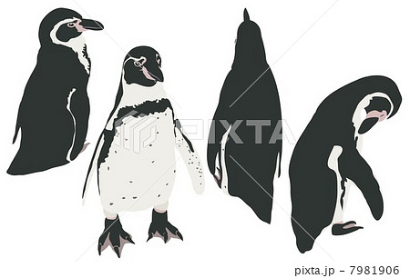 フンボルトペンギンのイラスト素材