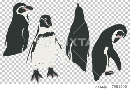 Humboldt Penguin 7981906