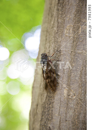 アブラゼミ 7981993